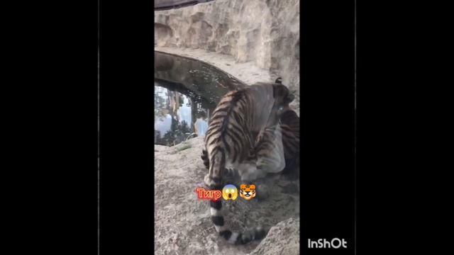 ЗООПАРК В АЗЕРБАЙДЖАНЕ! **ВСЕМ СОВЕТУЮ ПОСЕТИТЬ ЭТОТ ЗООПАРК** смотреть онлайн