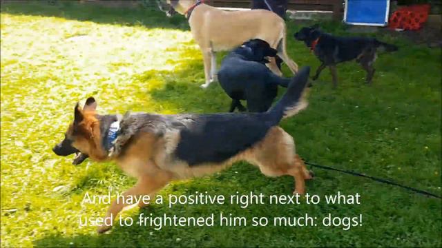 German Shepherd Learns to Overcome Aggression towards other Dogs смотреть онлайн