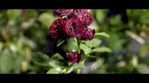 Роза Red Sensation. Обзор сорта. Питомник роз "Сад Вашей Мечты"