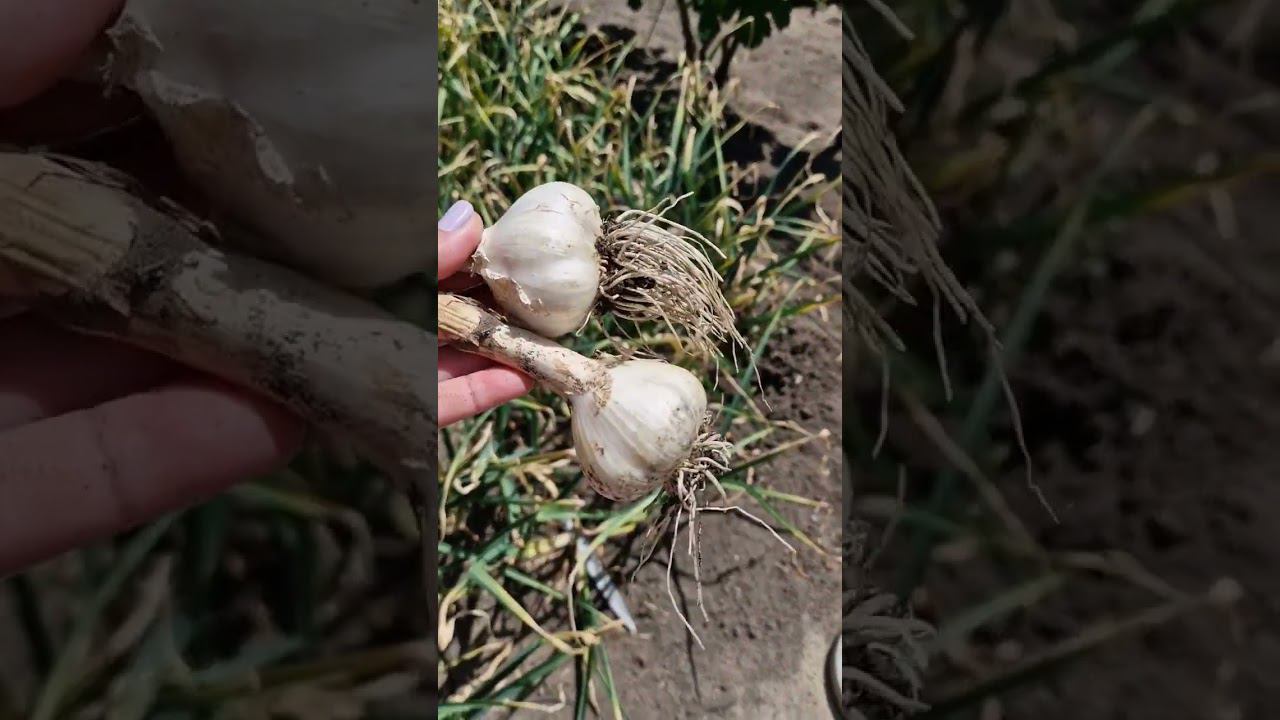 чеснок поспел пора убирать смотреть онлайн