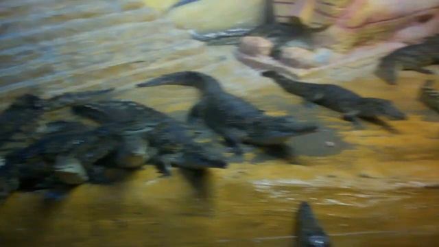 Кормление детенышей крокодилов. смотреть онлайн