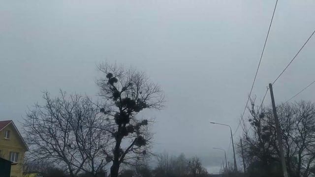 Ставрополь со стороны дач. Что с деревьями? смотреть онлайн