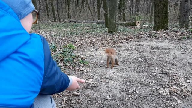 Позитив во время карантина. Как нам удалось приманить лесную белку ? смотреть онлайн