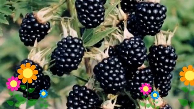 Ежевика кустистая Торнфри (Thornfree). Краткий обзор, описание характеристик, где купить саженцы смотреть онлайн