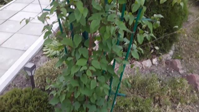 №35 Цветут Ирисы, Клематис, и конечно королевы сада Розы! смотреть онлайн