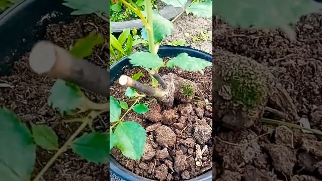 Роза "Спрей" оранжево цвета. смотреть онлайн