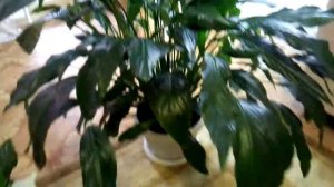 Мой спатифиллум Шопен цветет!