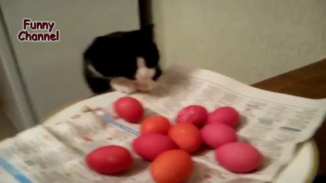 Cat Thief! Jokes Compilation # 12 / Кот Воришка! Подборка Приколов #12 смотреть онлайн