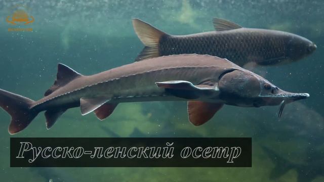 Рыбоводный комплекс "Асыл-Суу" г. Тырнауз смотреть онлайн