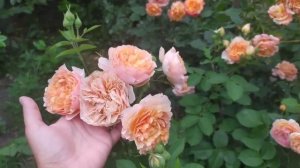 Розы Frenesie, Rosomane Janon, Froufroutante Jackie