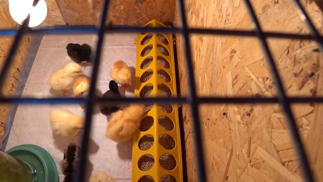 24 -ые сутки и он жив🐤 Не засоряйте нам эфир 😏😎Обрезала виноград🍇 Прорыхлила чеснок🧄Живем на Ку смотреть онлайн