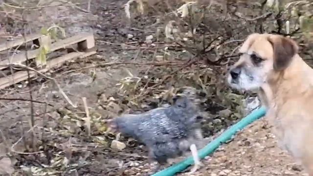 Вес Мехеленской кукушки (Ку-ку де Малин)в 100 дней. смотреть онлайн