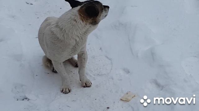 Подружилась с Маленькой Собачкой.? смотреть онлайн