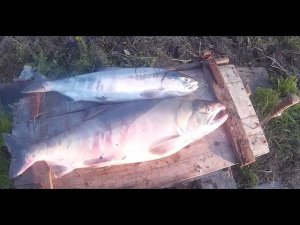 Разделка рыбы,Разделка лосося (Кеты) в полевых условиях, на колодку, и на пласт.