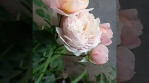 Флорибунда Питер Пауль Рубенс.Краткий обзор,первое цветение,весенняя посадка2023. РОСТОВ-НА-ДОНУ.