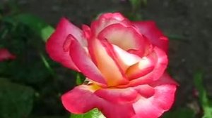 Цветы. Роза Хендель. Плетистая  роза.