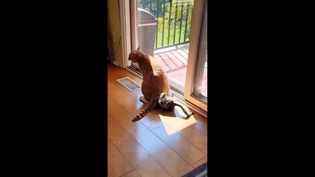 Славянский зажим яйцами смотреть онлайн