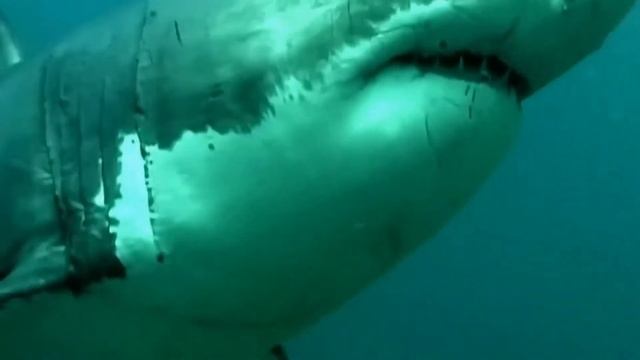 Кто может сожрать дельфина? смотреть онлайн