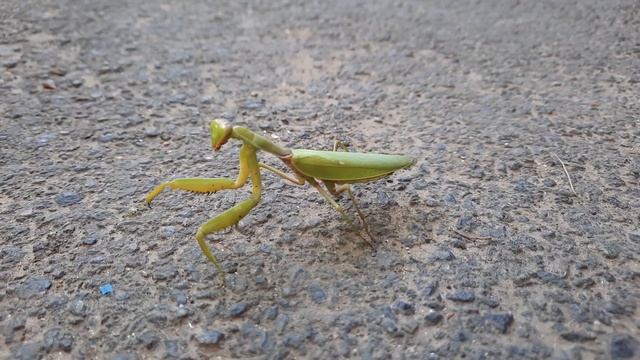 Нашел богомола