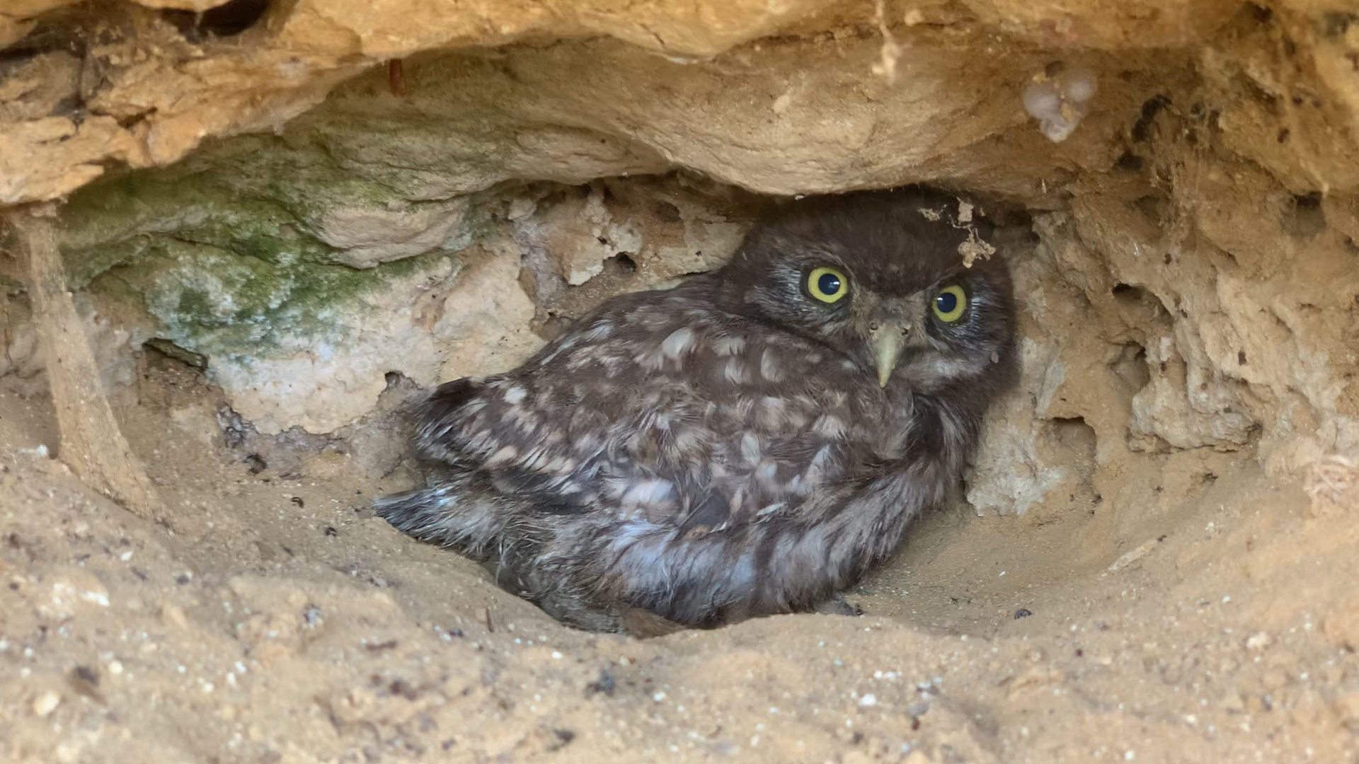 Возвращаем сычика домой. Погулял и хватит. смотреть онлайн