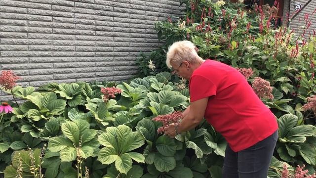 CAPSULE #60 - Rodgersia Pinnata смотреть онлайн