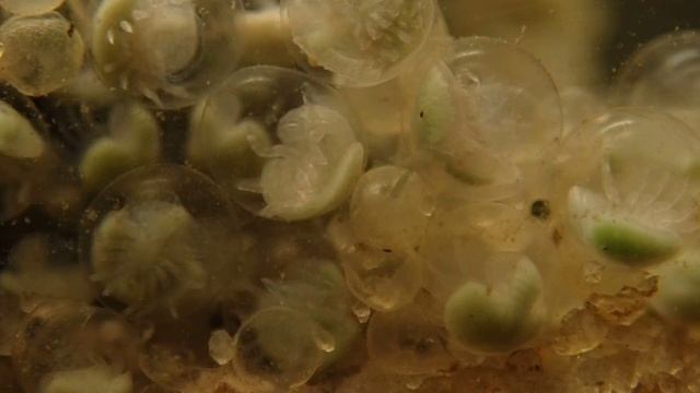 Developing horseshoe crab eggs смотреть онлайн