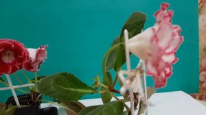 Глоксиния вытянулась. Что делать?