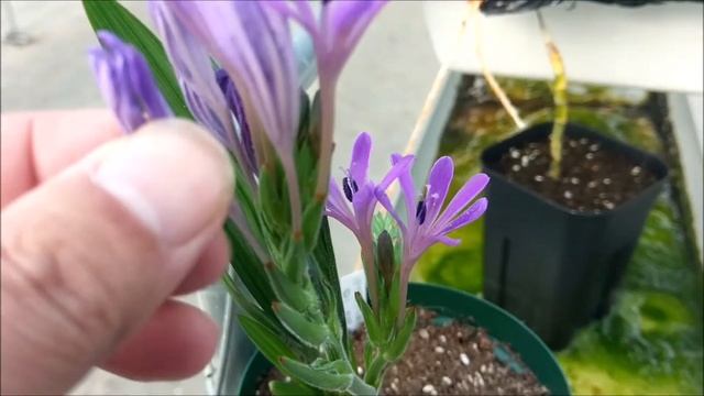 Babiana sp. #006 смотреть онлайн