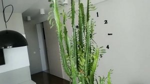 Эуфорбия тригона или молочай трехгранный.Домашний монстр высотой более 2х метров