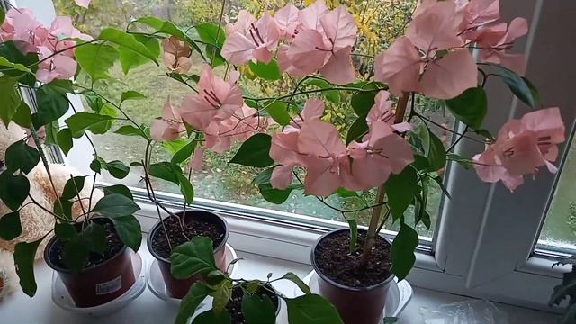 Бугенвиллия. уход в домашних условиях смотреть онлайн