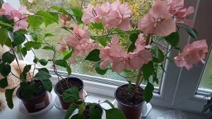 Бугенвиллия. уход в домашних условиях