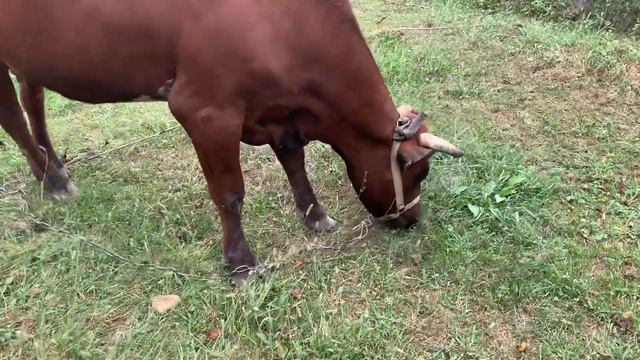 Майя!! Не все видели коров!🐄🐂😁 смотреть онлайн