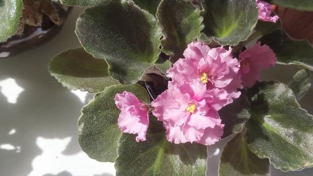 Моя коллекция фиалок/Фиалки-красавицы/Фиалка Снежная Королева 7см/The Snow Queen Violet смотреть онлайн