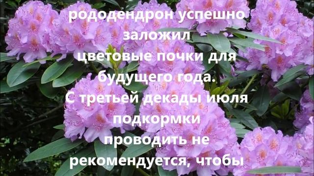 Рододендрон будет цвести как на дрожжах смотреть онлайн