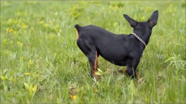 Цвергпинчер охотится!!! смотреть онлайн