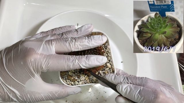 63【多肉植物】100均・ホムセン購入苗激変！可愛くなるよ〜Before & After💕 смотреть онлайн