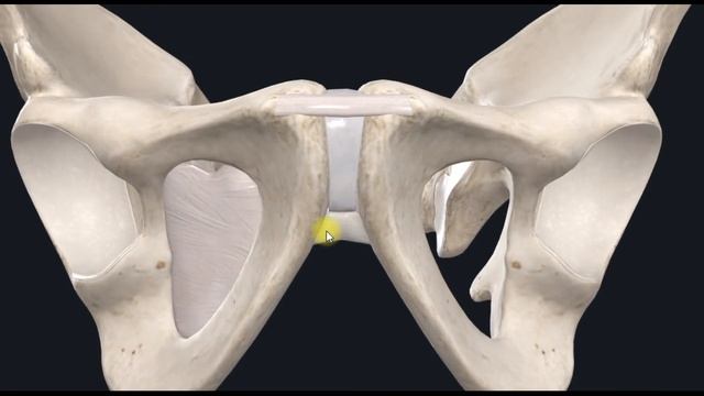 Лобковый симфиз (symphysis pubica) 3D Анатомия смотреть онлайн