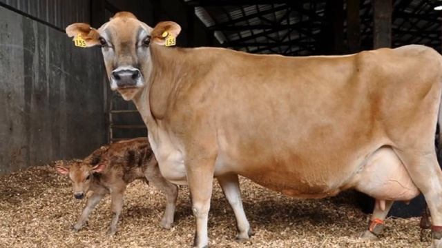 Разведение коров породы Джерси как бизнес идея | КРС | Корова Джерси смотреть онлайн