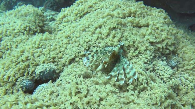 #Крылатказебра над мягким кораллом. Красное море. смотреть онлайн