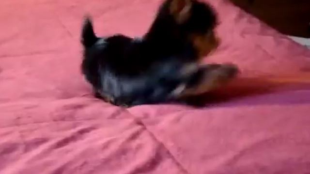 мини девочка йорка 2 месяца.flv смотреть онлайн