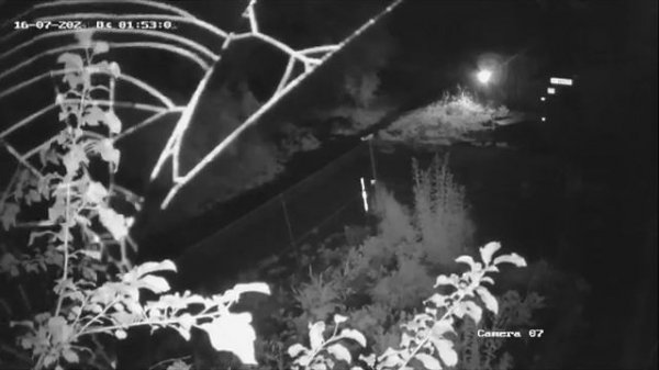 Паук сам убирает паутину