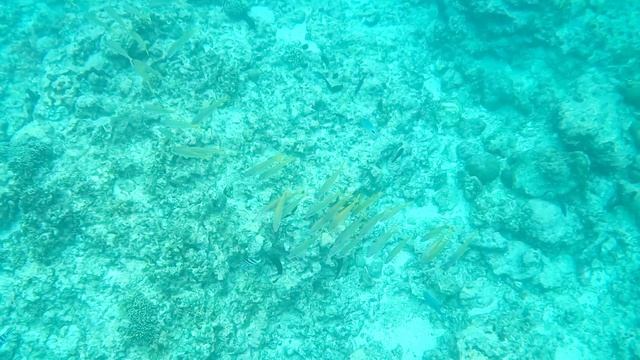 Снорклинг Маврикий #снорклинг#дайвинг#рыбалка