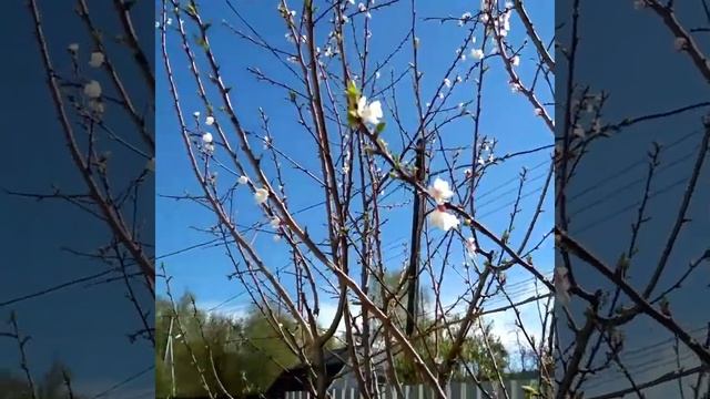 Как цветет абрикос в Подмосковье. 07.05.2021 смотреть онлайн