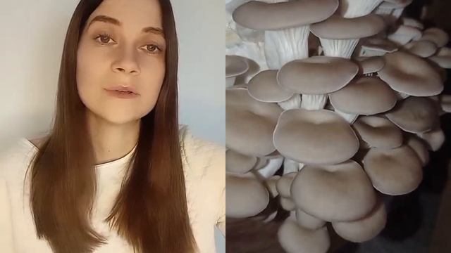 Вещенки выращивание дома#сад#огород#вешенки#выращиваниегрибов#выращиваниерастений#грибы#оранжерея смотреть онлайн