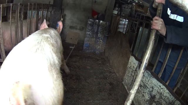 перегон хряка (с последствиями ) смотреть онлайн