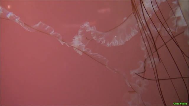 Красивые медузы в аквариуме смотреть онлайн