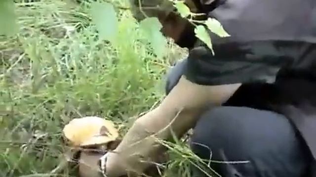 Подосиновики в Деревня Хламово собирают гости. смотреть онлайн