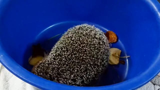 Ежик! смотреть онлайн