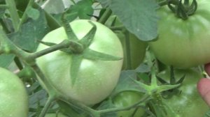 Монофосфат калия под тепличные томаты.