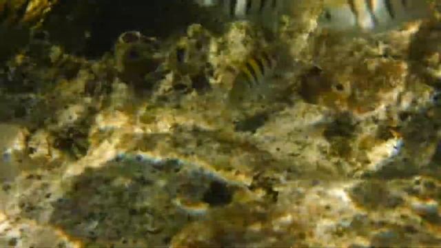 fujifilm finepix XP130 underwater video. Bahia Honda state park. 04 смотреть онлайн